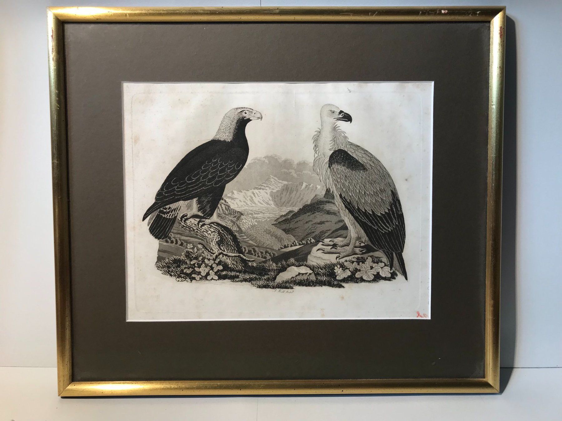 Incisioni: Planche naturelle gravure de J. Kull – Usato da Winterthur venduto da SilverFR