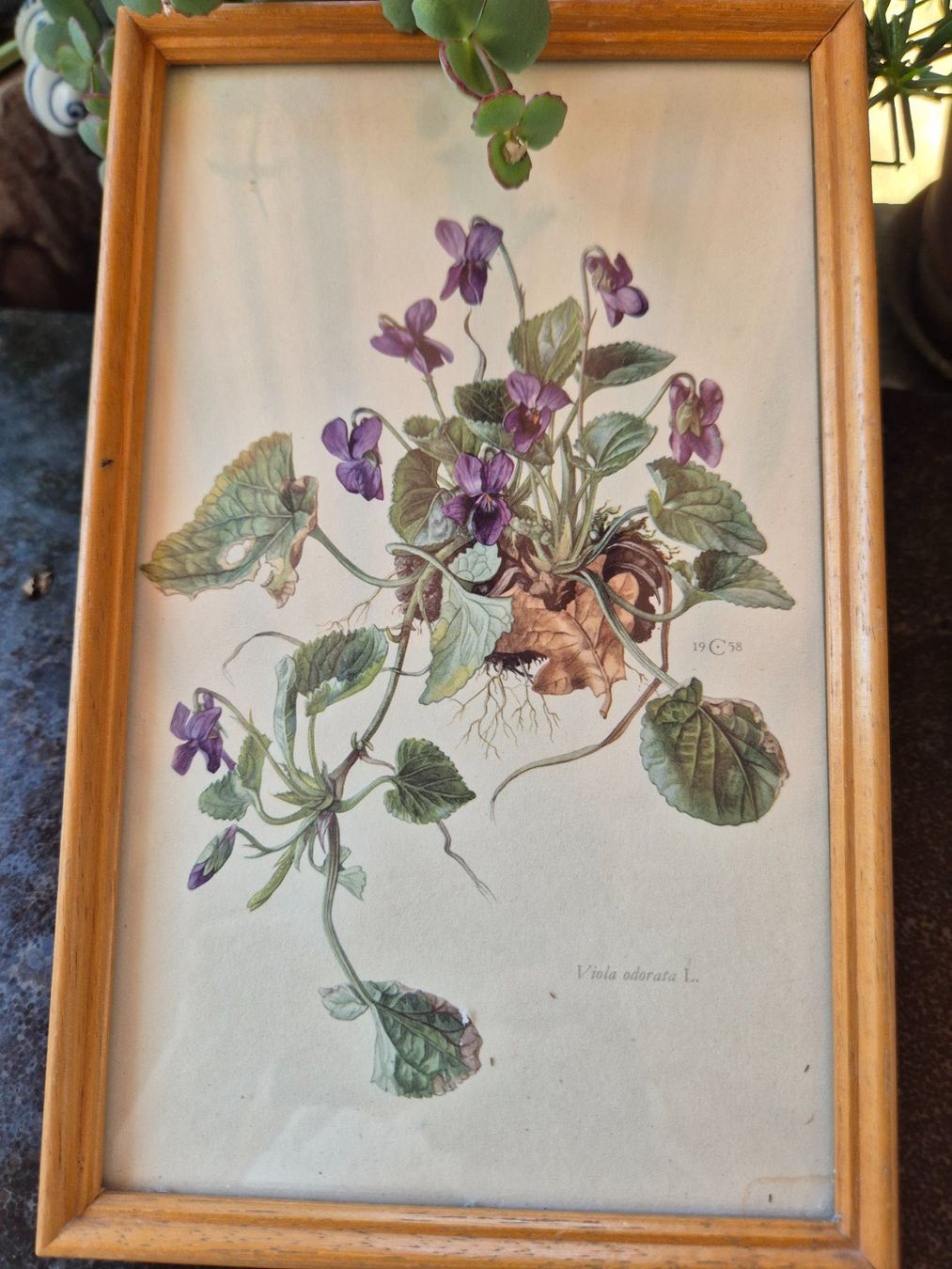 Posters & Illustrations: Bild Viola odorata botanisch gerahmt 1958 – D'occasion à Bern par aronari