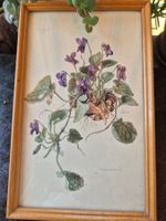 Bild Viola odorata botanisch gerahmt 1958