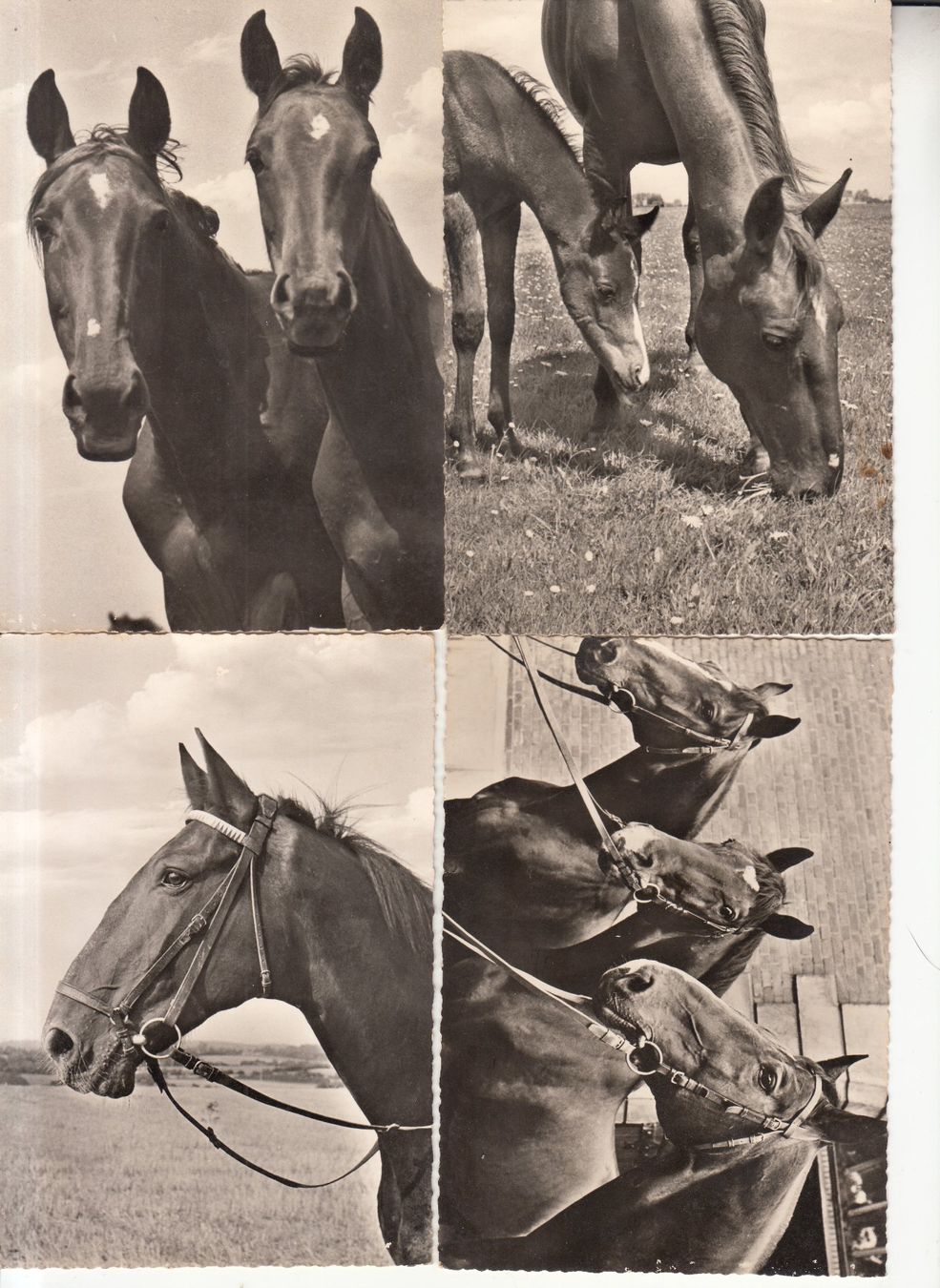 Ansichtskarten: Pferde 4 Fotokarten ca. 1960 – Gebraucht aus Bürglen TG von StampGraf