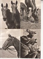 Pferde 4 Fotokarten ca. 1960
