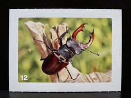 MIGROS MANIA Nature Detectives Nr. 12