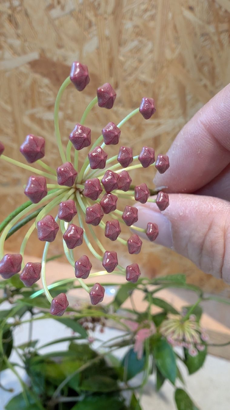 Plantes & graines: Hoya Pubicalyx – D'occasion à Untervaz par Lyraia 3