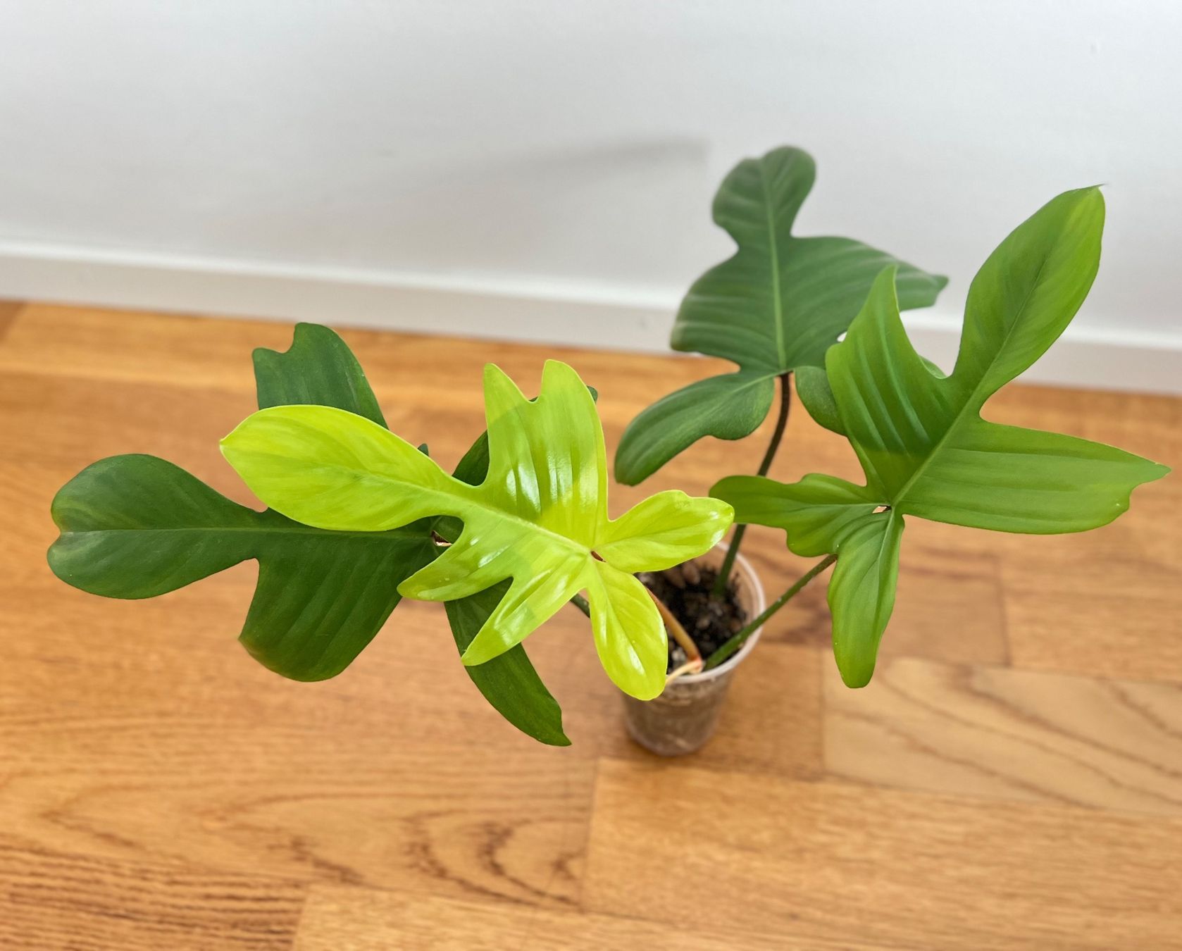 Plantes & graines: Philodendron Florida Ghost😍 – D'occasion à Glattpark(Opfikon) par ste_n99y 5