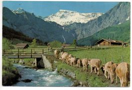 ALPAUFZUG im Berner Oberland, Kühe