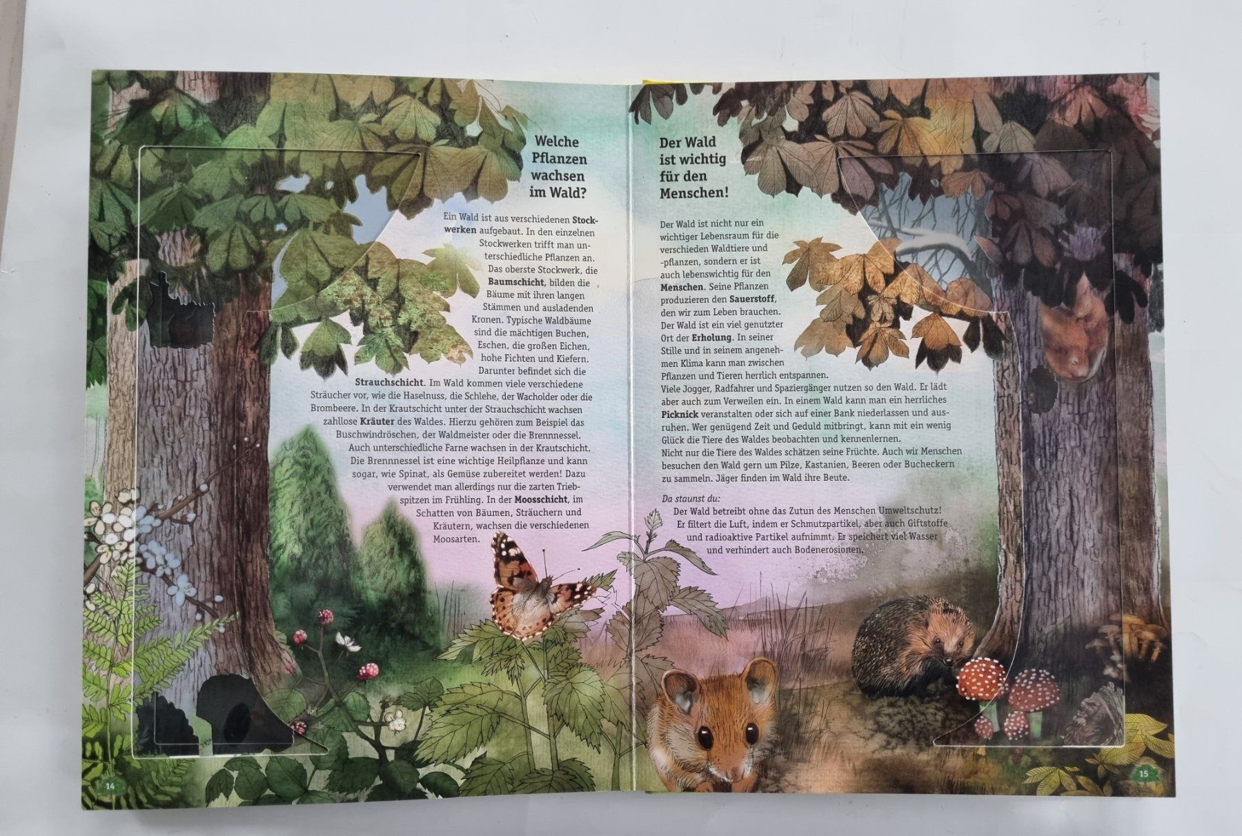 Libri: Wunderschönes, Wissen mit Durchblick: Das Leben im Wald – Usato da Opfikon venduto da Diversamente 4