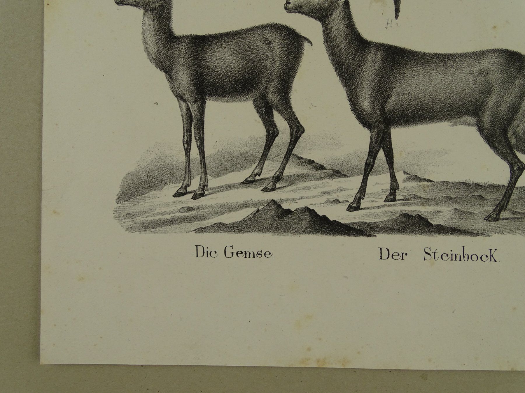 Incisioni: ZIEGE, GEMSE, GÄMSE, STEINBOCK, LITHOGRAPHIE UM 1840 – Usato da Grüningen venduto da Kartensammler 2