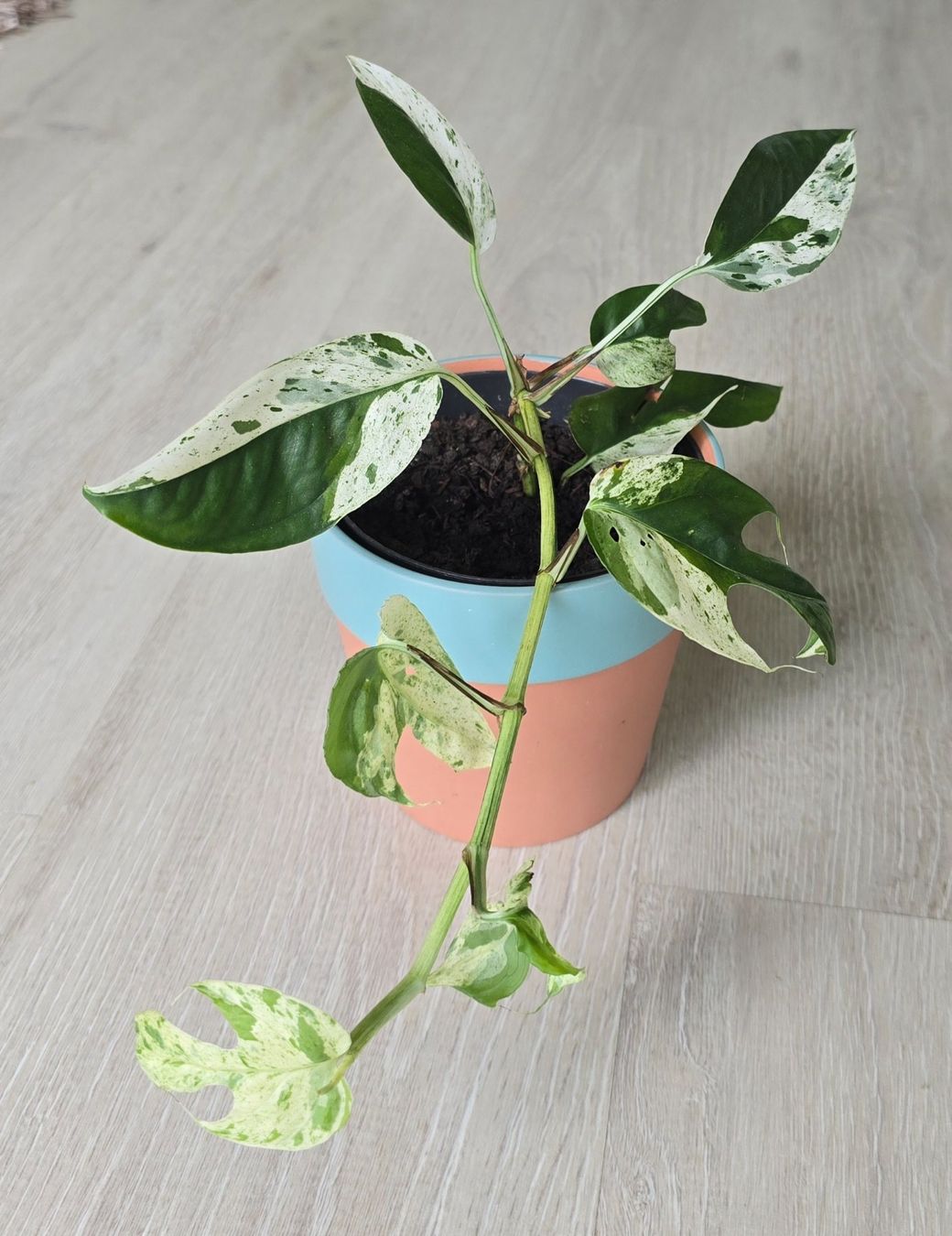 Piante & sementi: Epipremnum marble variegata – Nuovo (secondo la descrizione) da Aarburg venduto da Glitzerschein 3