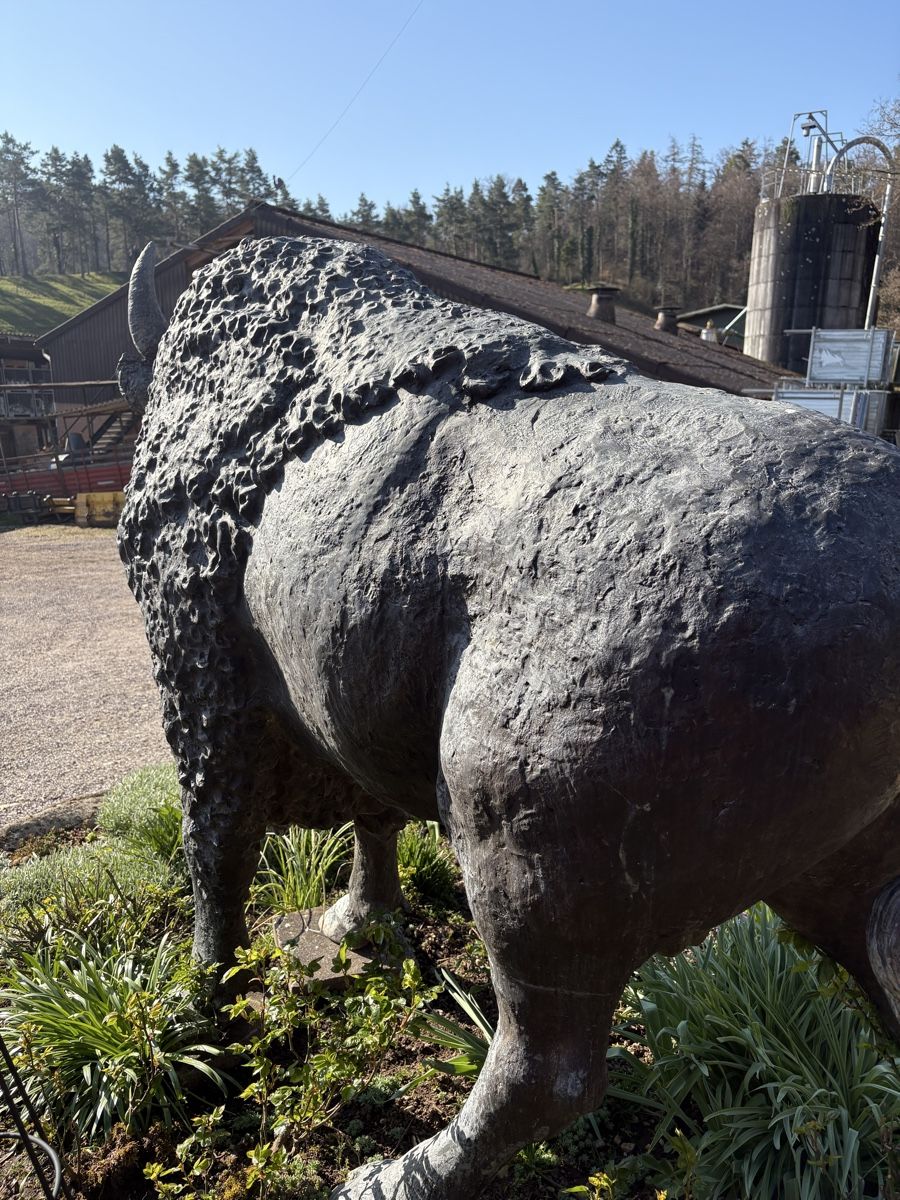 Sculture & Statue: Bronzeskulptur Bison lebensgross – Usato da Herznach venduto da kai_p5bm 2