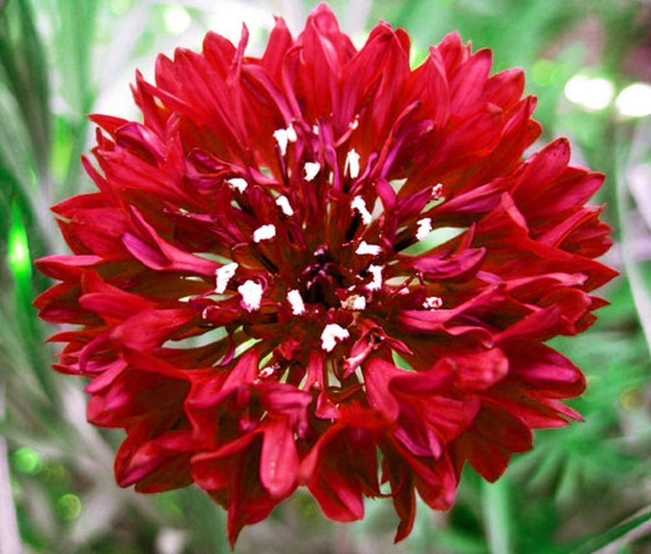 Pflanzen & Samen: 200 Samen Kornblume RED BOY – Neu (gemäss Beschreibung) aus Ehrendingen von VerveinaSamen 2