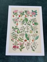 AK botanische Illustration Natur Kunstkarte