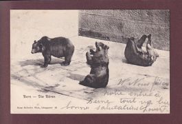 BERN - Bärengraben - 1905