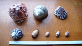 8 hübsche Südsee-Muscheln