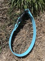 Hundehalsband Kunststoff hellblau mit Schnalle neu