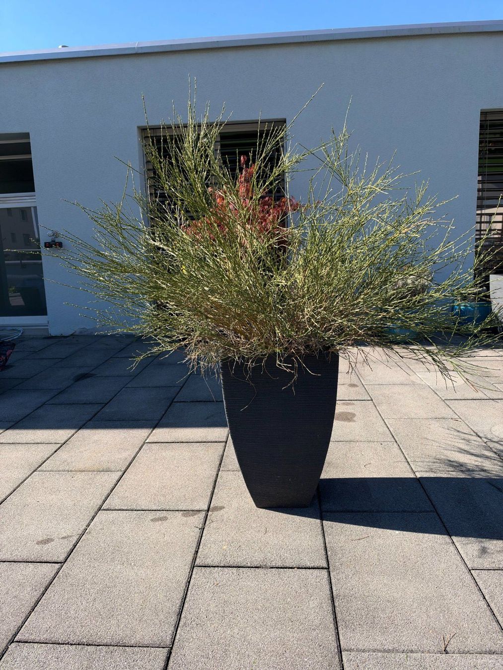Vasi per fiori: Besenginster – Usato da Root venduto da calmchris 2