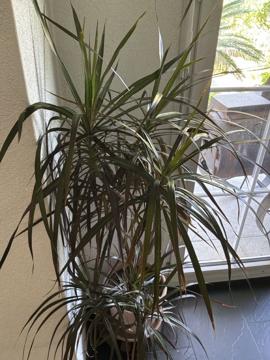 Piante & sementi: Drachenpalme / Palma Dracaena – Usato da Bremgarten AG venduto da Belana0 2