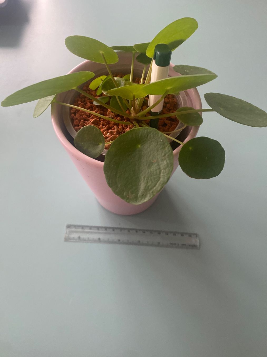 Piante & sementi: Geld - oder Dollarpflanze 'Pilea' mit Baby – Nuovo (secondo la descrizione) da Zürich venduto da echt01 1