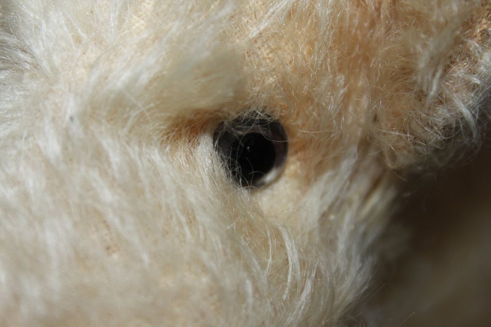 Steiff vintage Plüsch Hund mit Staufach 5