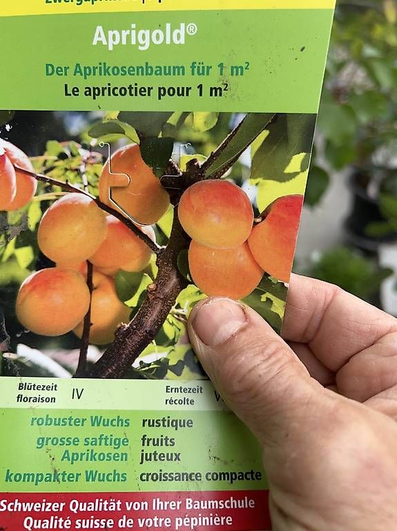 Piante & sementi: Aprikosenbäumchen inkl. Topf – Usato da Riniken venduto da Rikaner 1
