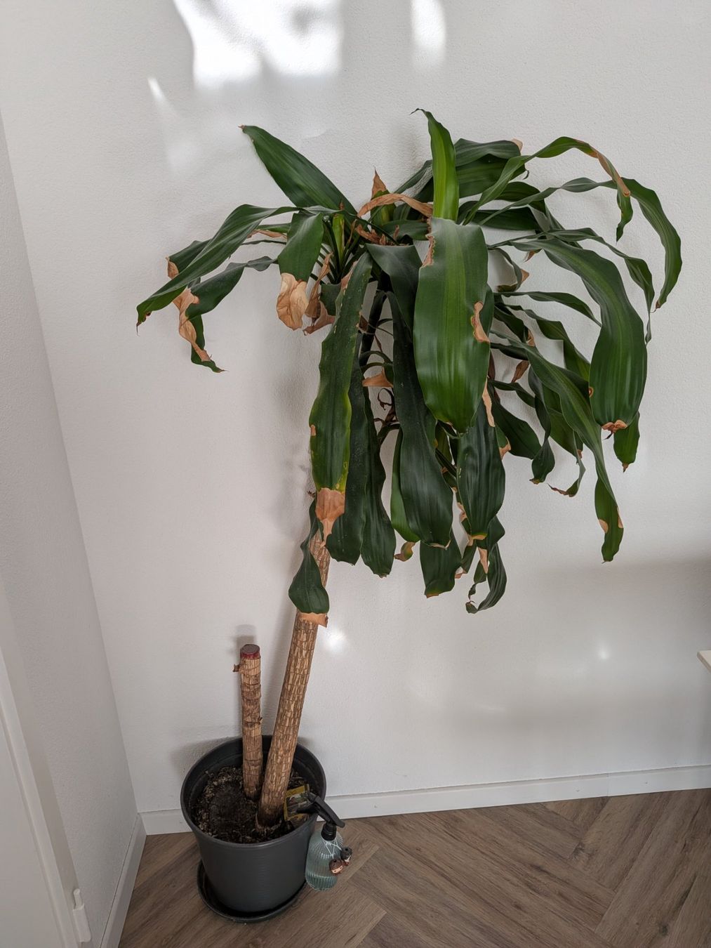 Piante & sementi: Dracaena – Usato da Winterthur venduto da nor_5bcx