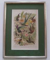 Farblithographie um 1895 , exotische Vögel, entspiegelt!
