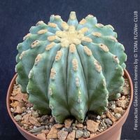 Ferocactus Glaucescens Inermis - wie eine blaue Skulptur