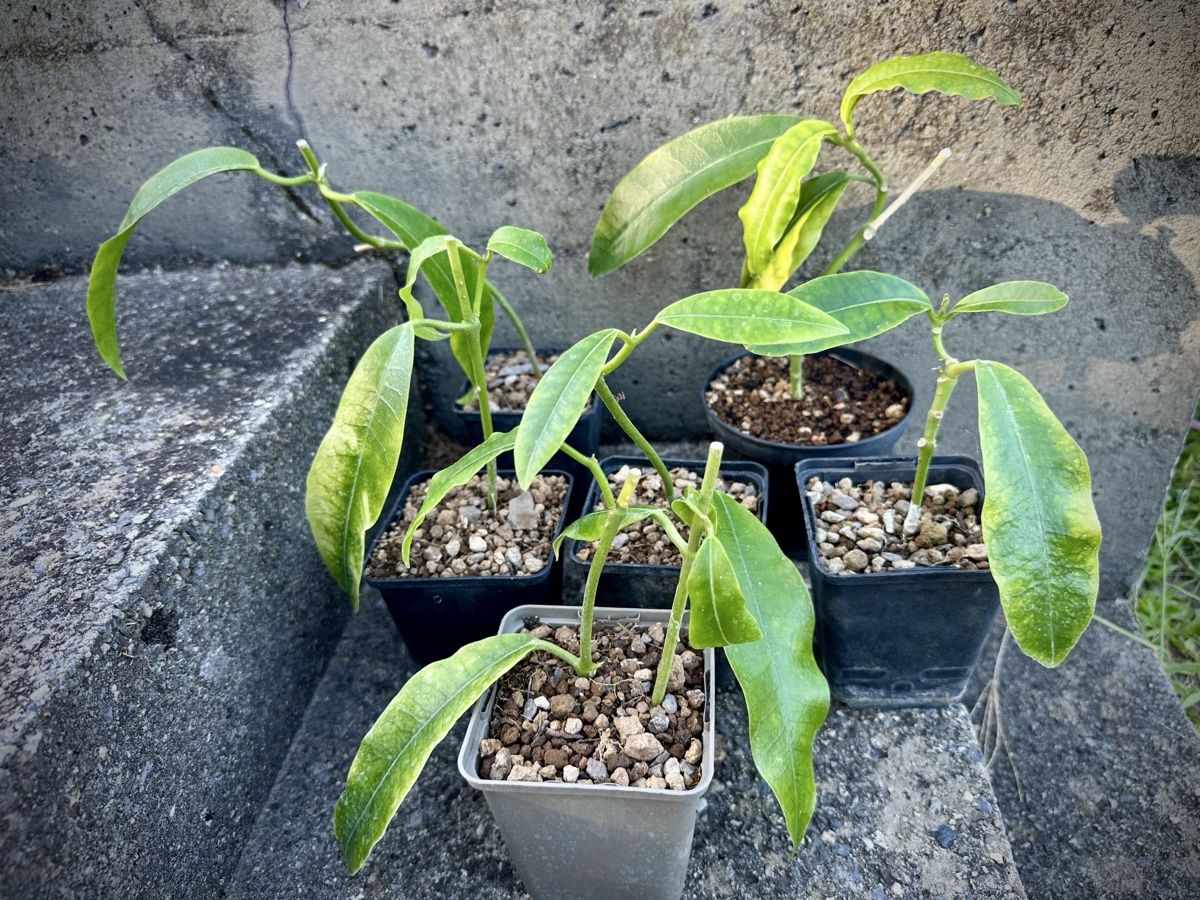 Piante & sementi: Boutures Hoya imperialis red – Nuovo (secondo la descrizione) da gollion venduto da the_pale 1