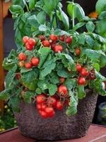 TOMATE DE COLLECTION ! RED ROBIN ! 15g