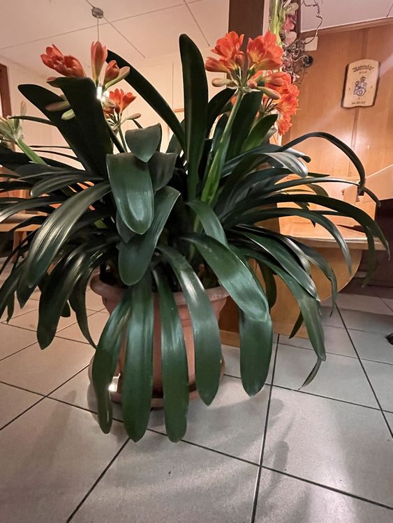 CLIVIA MINIATA Kaufen auf Ricardo