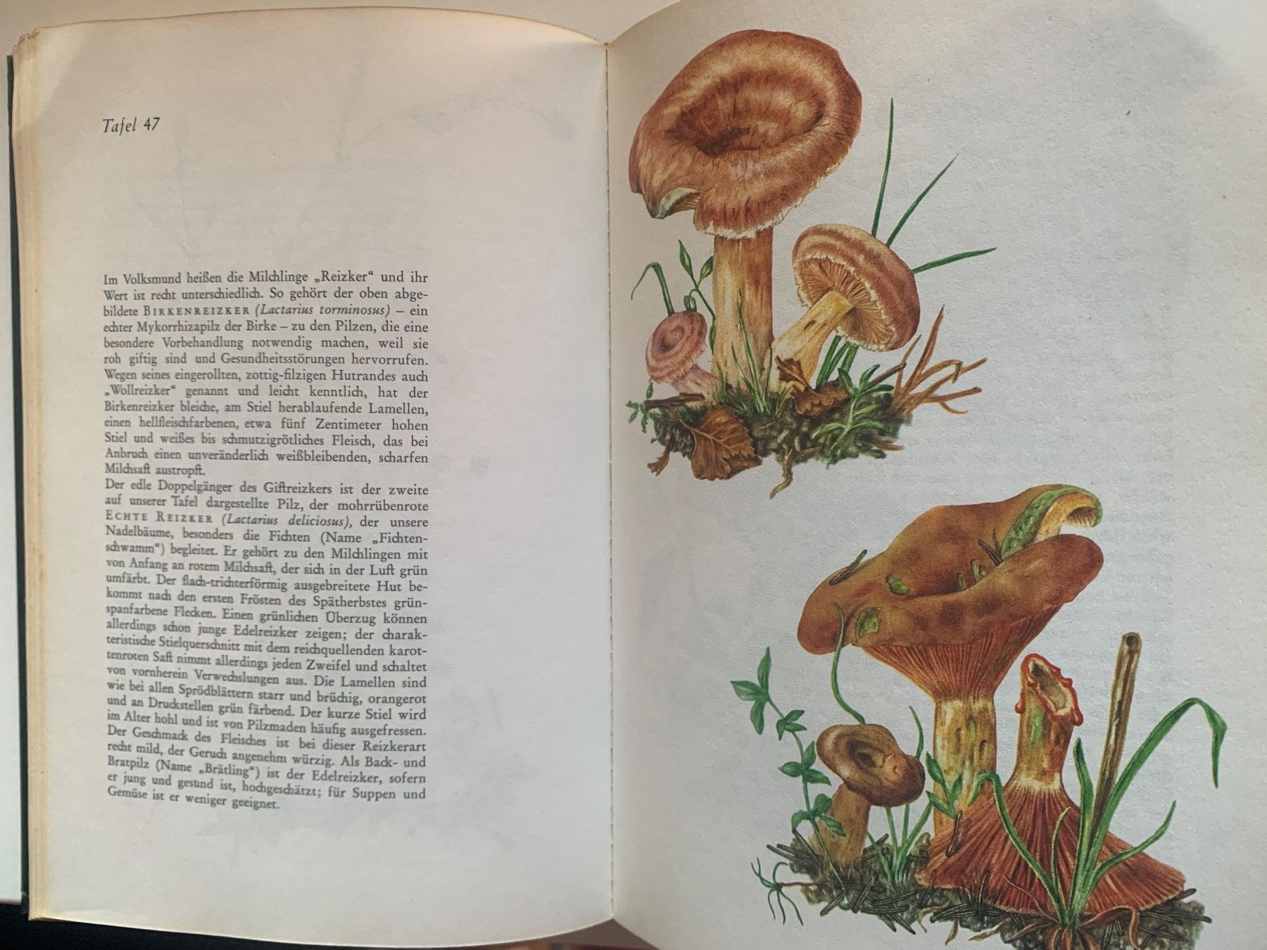 Libri: Das grosse Pilzbuch – Usato da Wiggen venduto da Antoniotto 1
