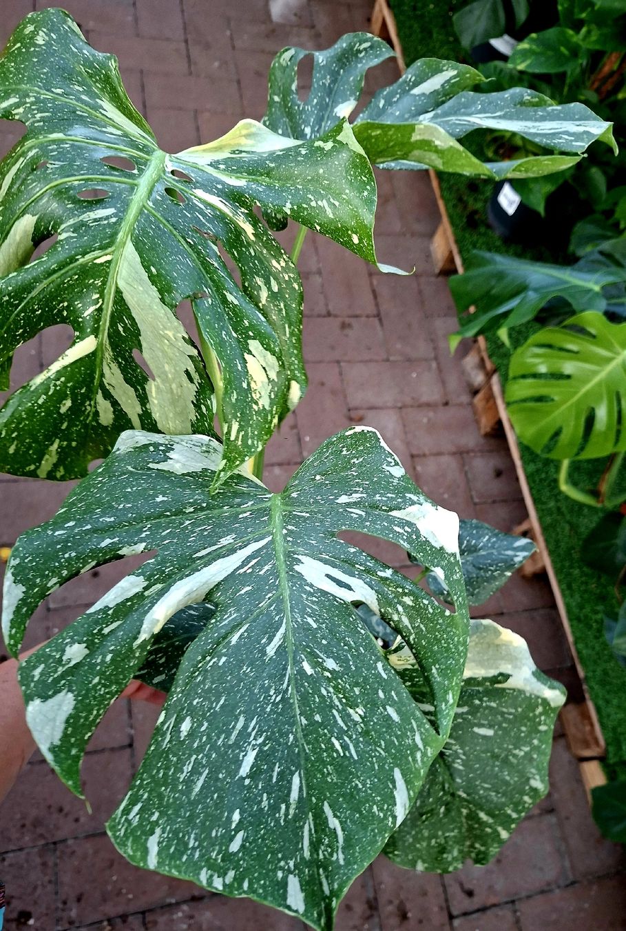 Pflanzen & Samen: RARISSIMO!!! H: 50-60 cm "Monstera Thai Constellation" – Neu und originalverpackt aus Rovio von POSITIFFARTandPLANTS 6