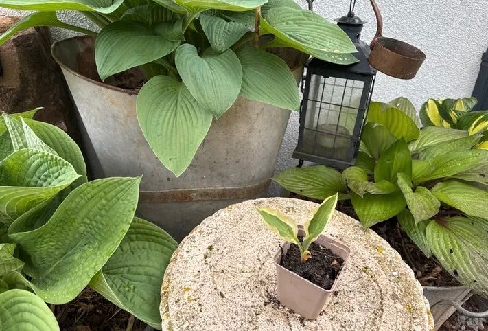 Piante & sementi: Hosta Yellow Polka Dot Bikini – Usato da Lajoux JU venduto da Briard0 1