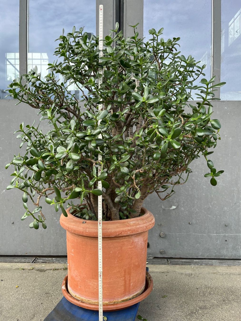 Piante & sementi: Geldbaum (crassula ovata) – Usato da Baar venduto da Rally037 1