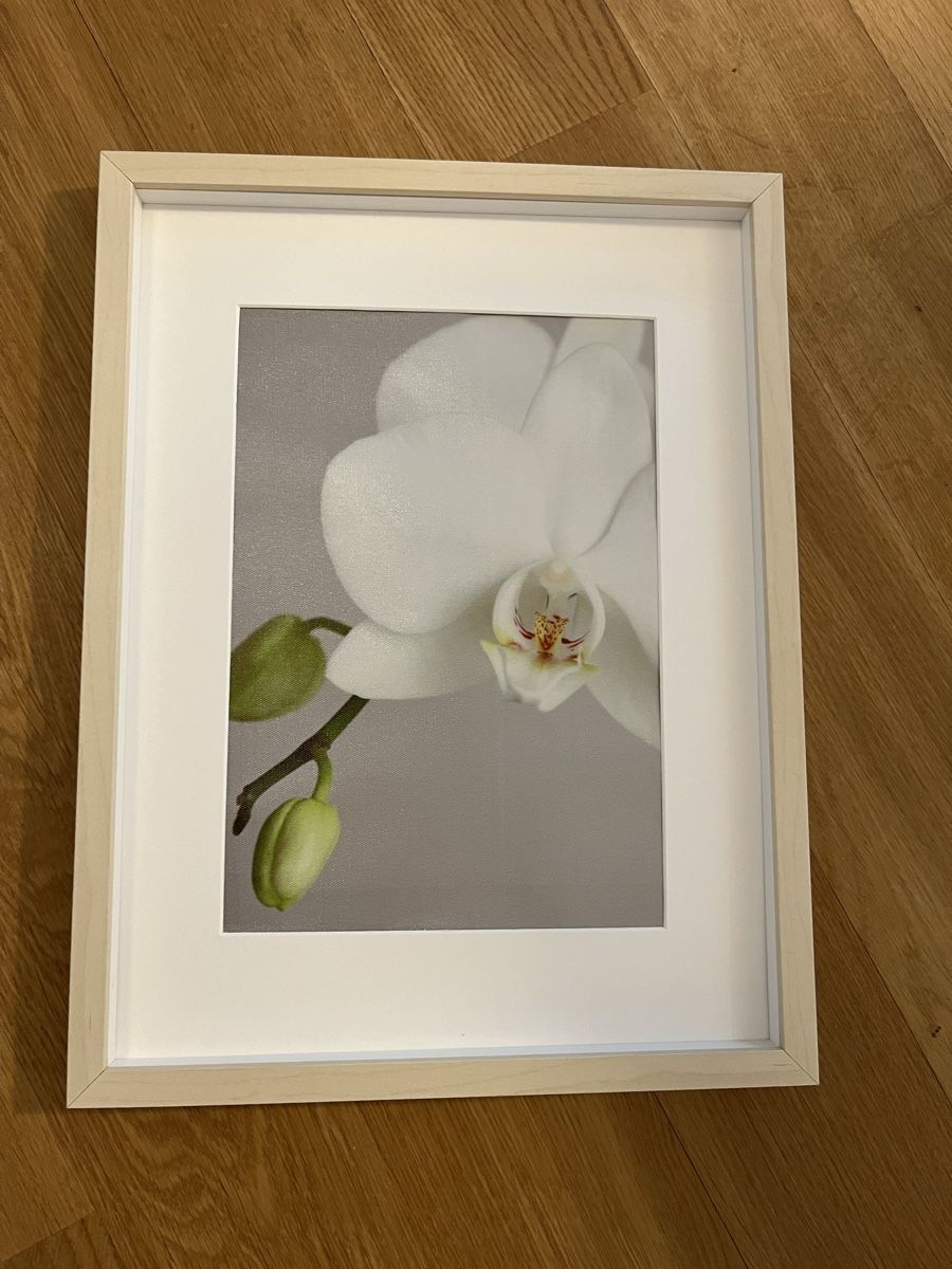 Foto & Immagini: Bild mit Rahmen Orchidee gross – Usato da Rotkreuz venduto da rinchee 1
