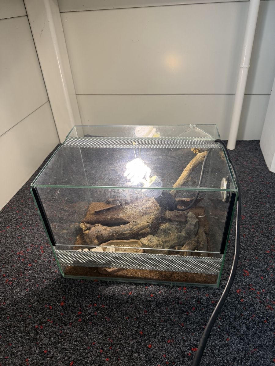 Terrarium: Terrarium Glas beschädigt – Gebraucht aus Heimiswil von Mad2mad 3