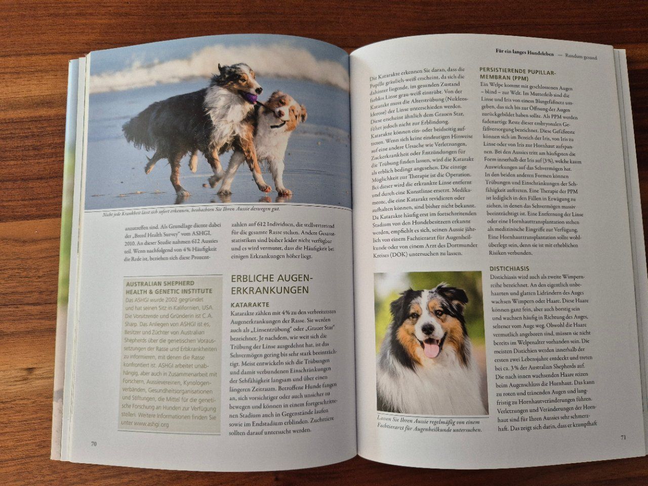 Libri: Astralian Shepherd Hundebuch neuwertig – Usato da Lalden venduto da aneleh58 4