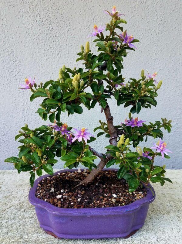Piante & sementi: Grewie occidentale - Raisin de Karoo – Nuovo (secondo la descrizione) da Bremblens venduto da FIBONACCI369 7