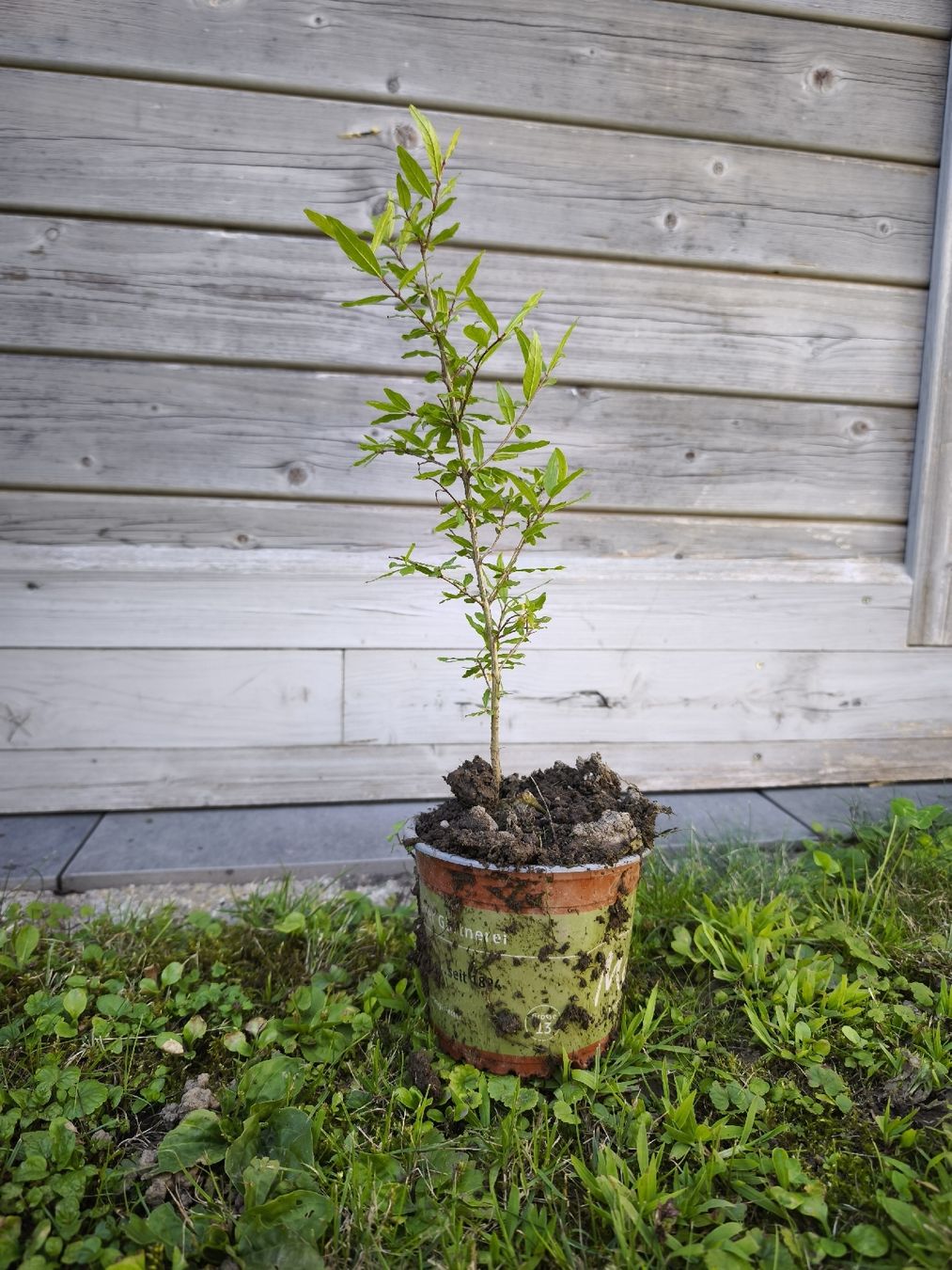 Piante & sementi: Granatapfelbaum 🌱 – Usato da Uznach venduto da Mmanson1