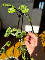 🌱 Monstera ‚Frozen Freckles‘ in Semi-Hydrokultur