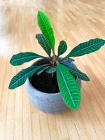 Madagaskarpalme, Spuckpalme, Euphorbia