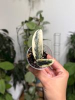 Hoya Lyi ‚Prism‘ 🦄✨