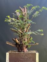 Bonsai Yamadori Rohling Eibe