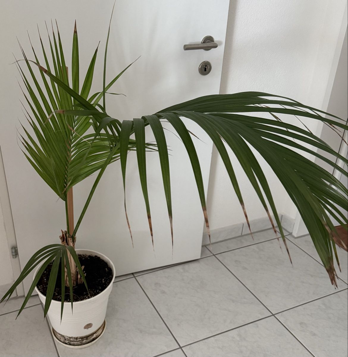 Plantes & graines: Palme – D'occasion à Luzern par CocoLoco82