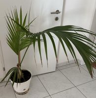 Palme