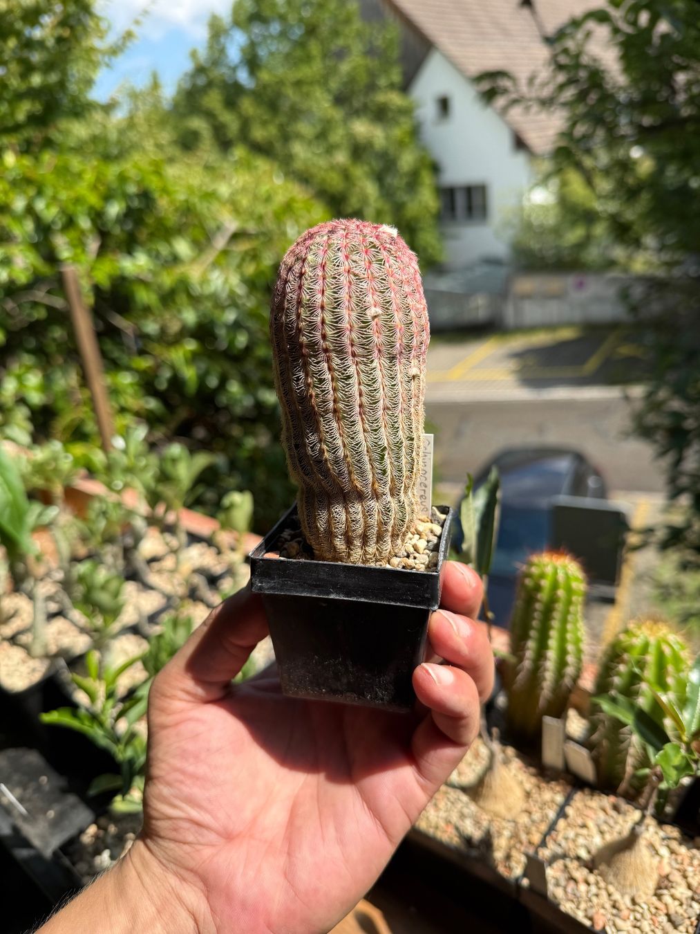 Pflanzen & Samen: Echinocereus rigidissimus – Gebraucht aus Rorbas von SimS0n 6