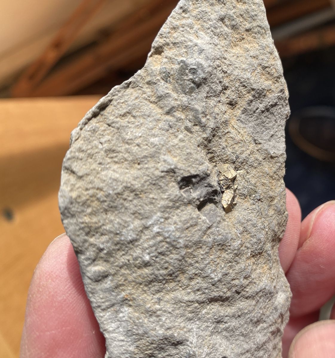 Fossili: Nautilus Fossilien Pyrit – Usato da Liestal venduto da Stephanoceras1 4