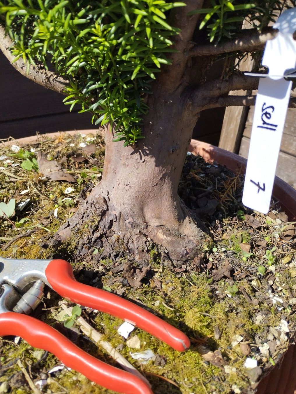 Piante & sementi: Bonsai Rohling Eibe – Usato da Oberwil BL venduto da suaku 6