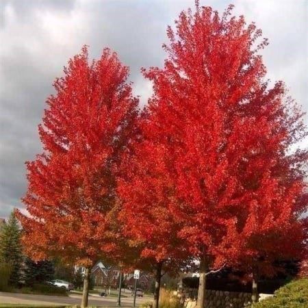 Piante & sementi: Erable rouge  ( acer rubrum )  20cm – Nuovo (secondo la descrizione) da Bremblens venduto da FIBONACCI369 2