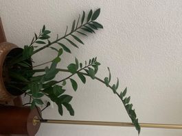 Zamioculcas /Zimmerpflanze