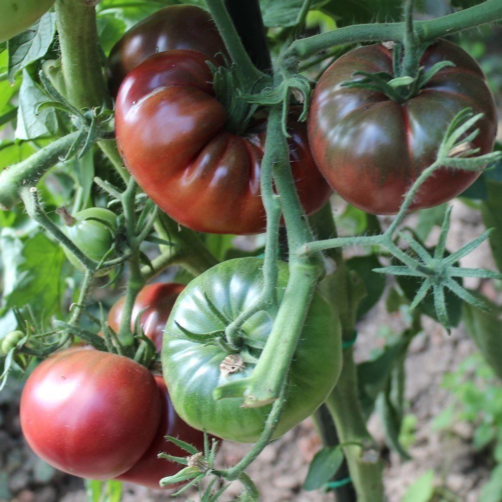 Piante & sementi: 50 Samen TOMATE FROM TULA Alte Sorte – Nuovo (secondo la descrizione) da Ehrendingen venduto da VerveinaSamen